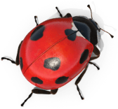 Ladybug