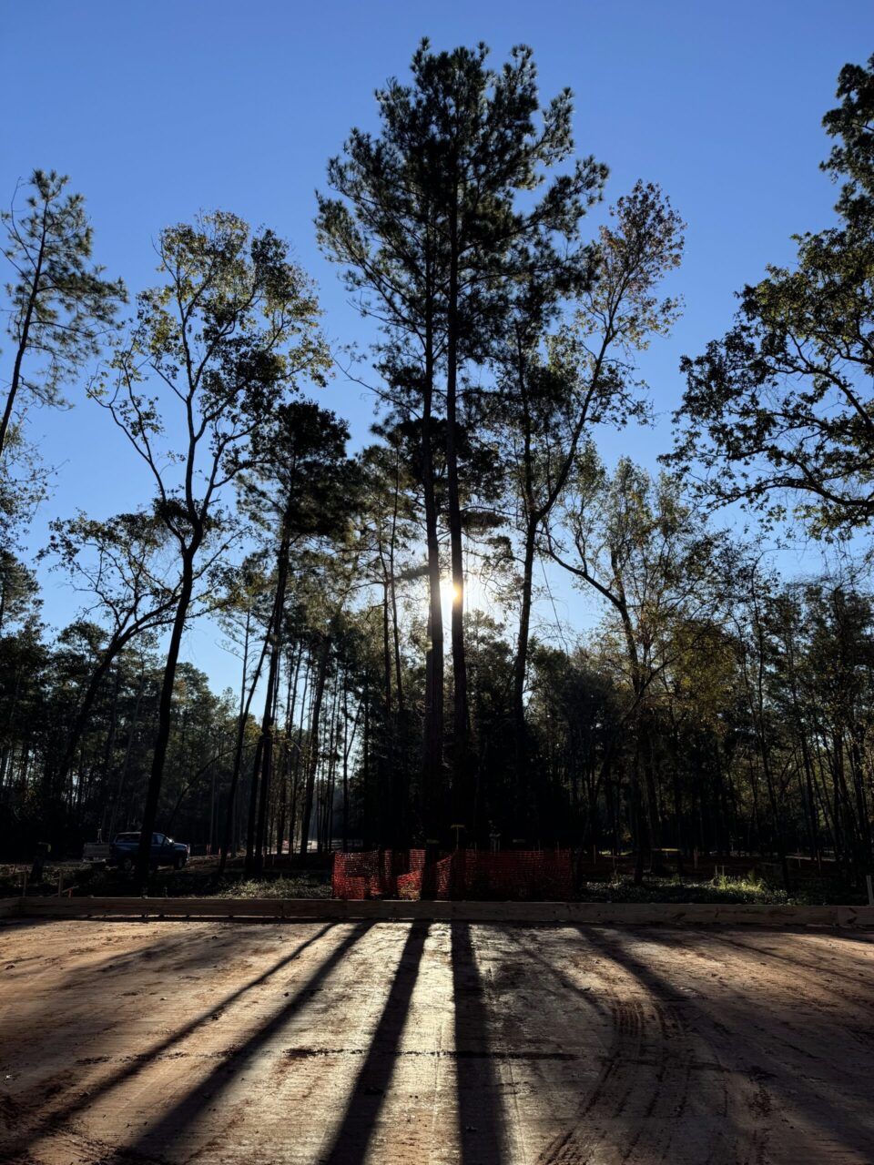 sun shining through the trees on site at two step farm
