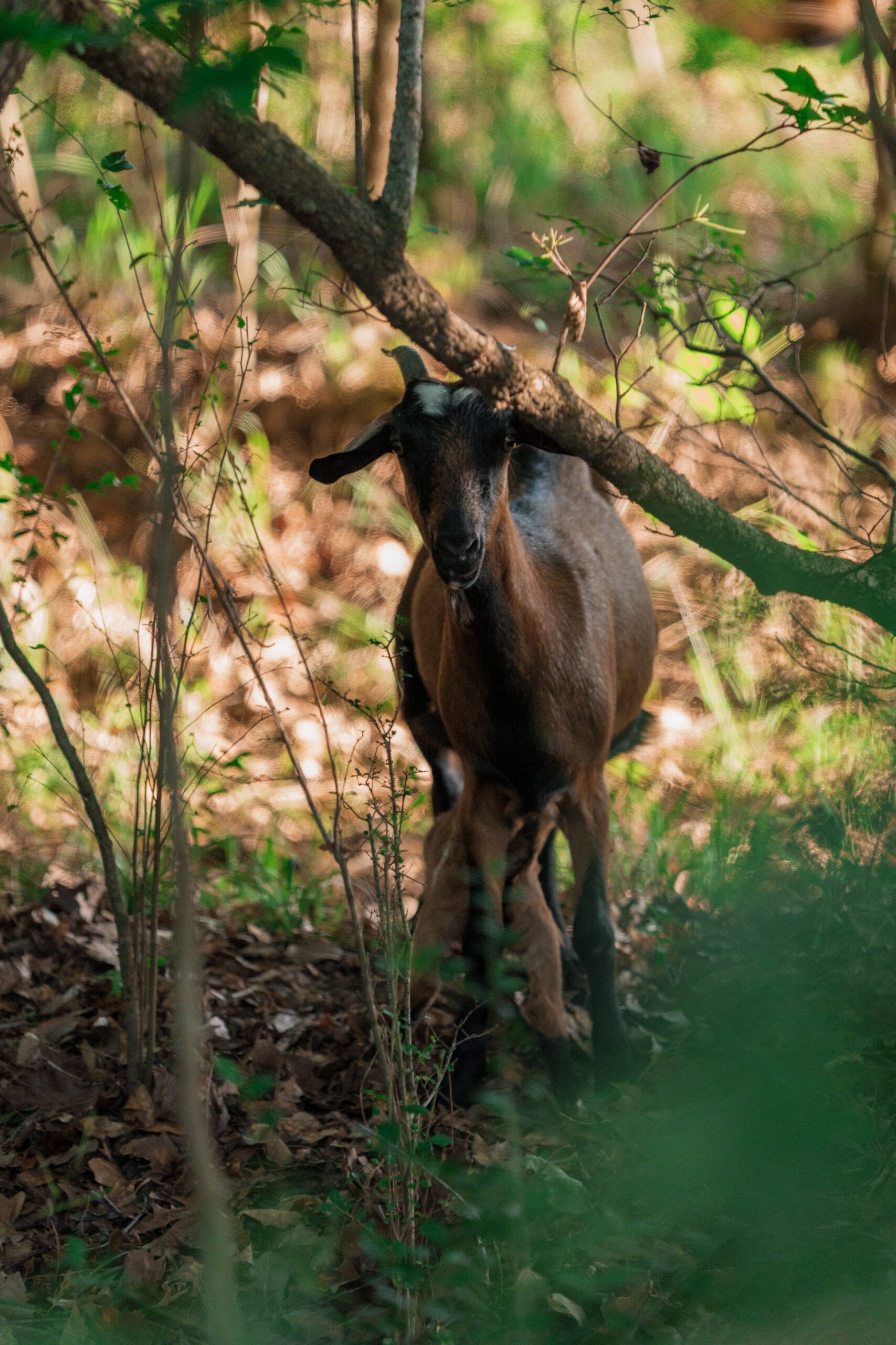 A brown goat stands in a forested area with its head under a low tree branch, surrounded by dry leaves and green foliage near the new homes at Two Step Farm, TX.