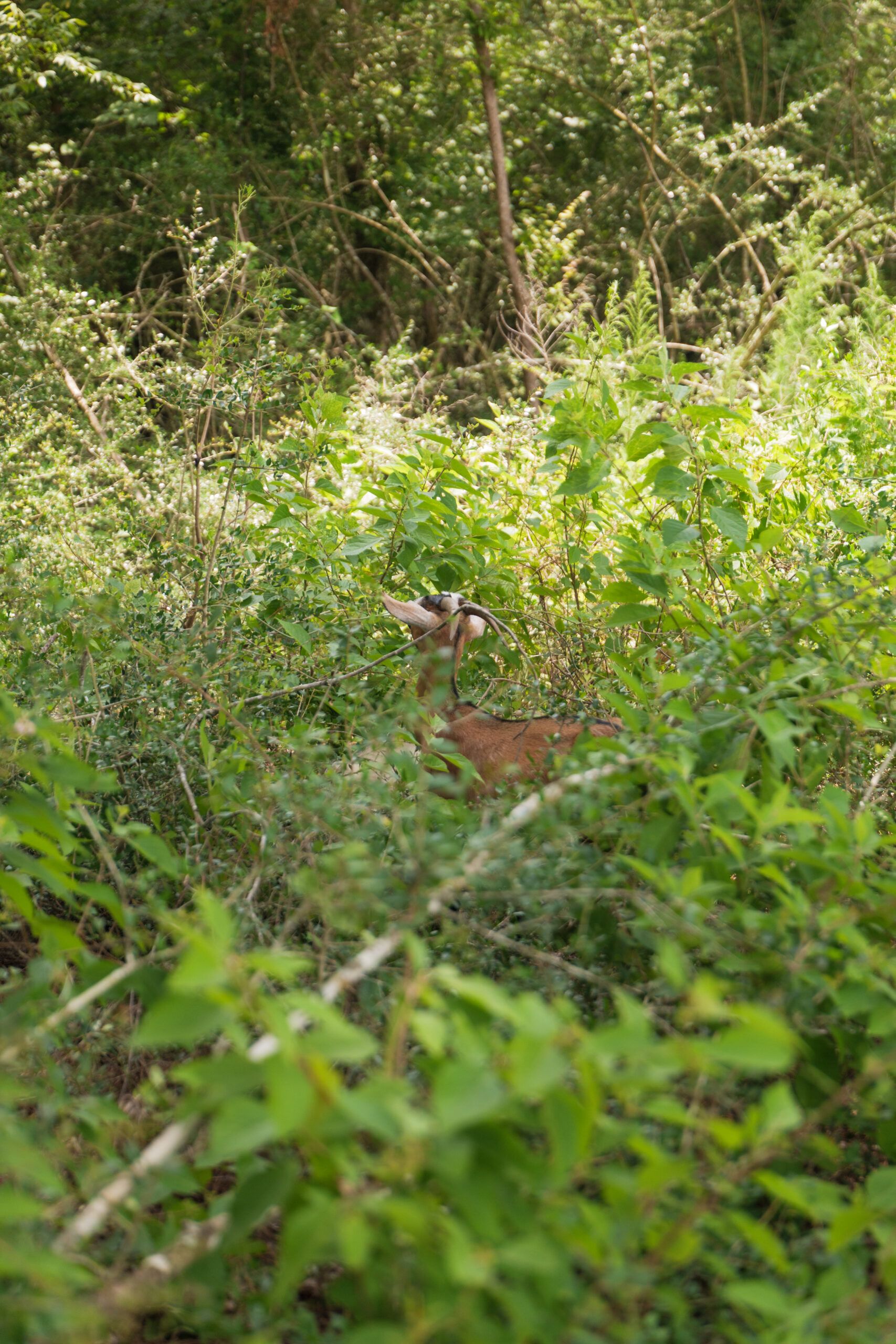 A deer stands partially hidden among dense green foliage in a sunlit TX forest, just beyond The Grazery restaurant at Two Step Farm.