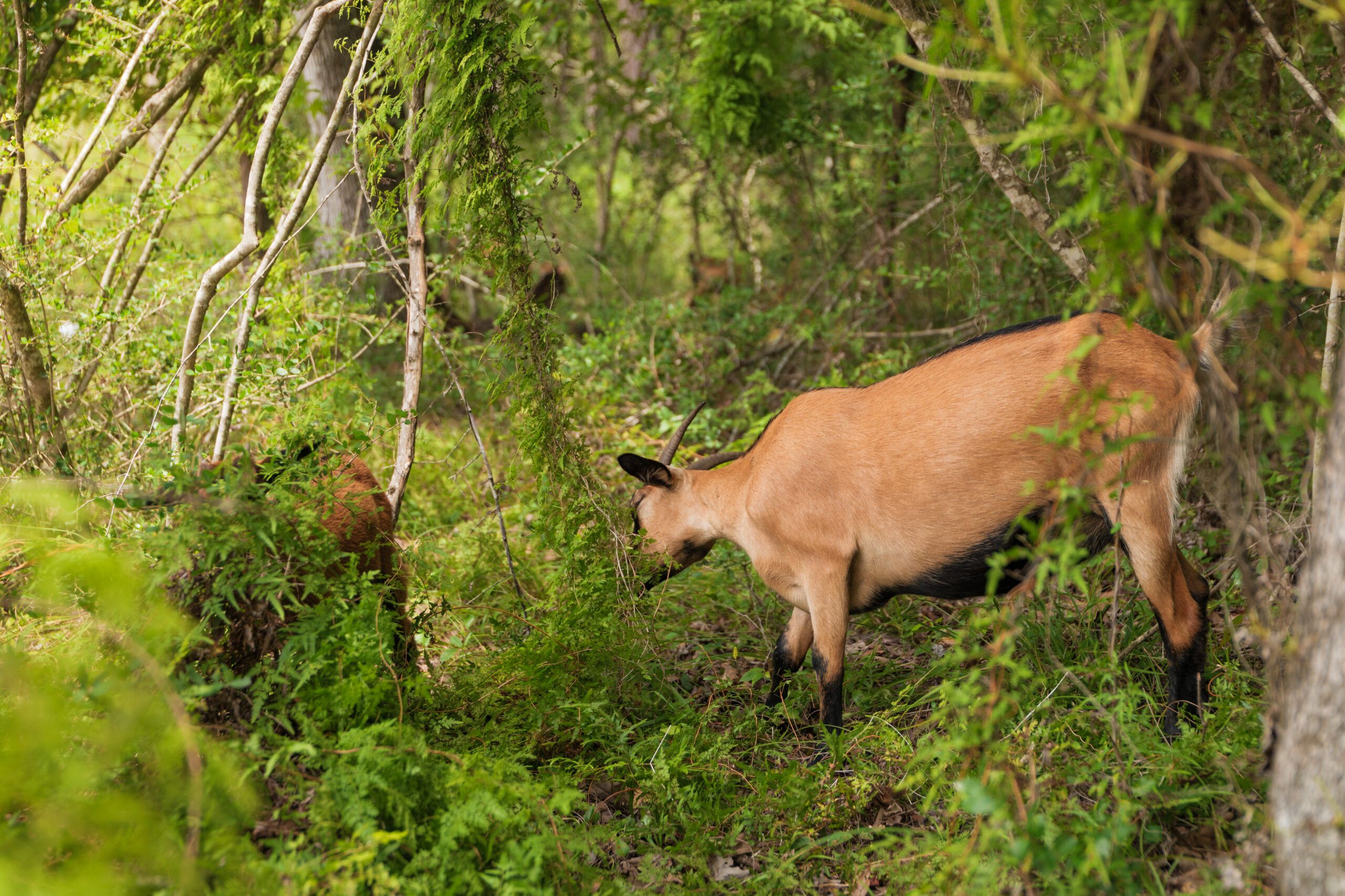 A brown goat grazes on green vegetation in a dense, leafy forest area near new homes at Two Step Farm during daylight.