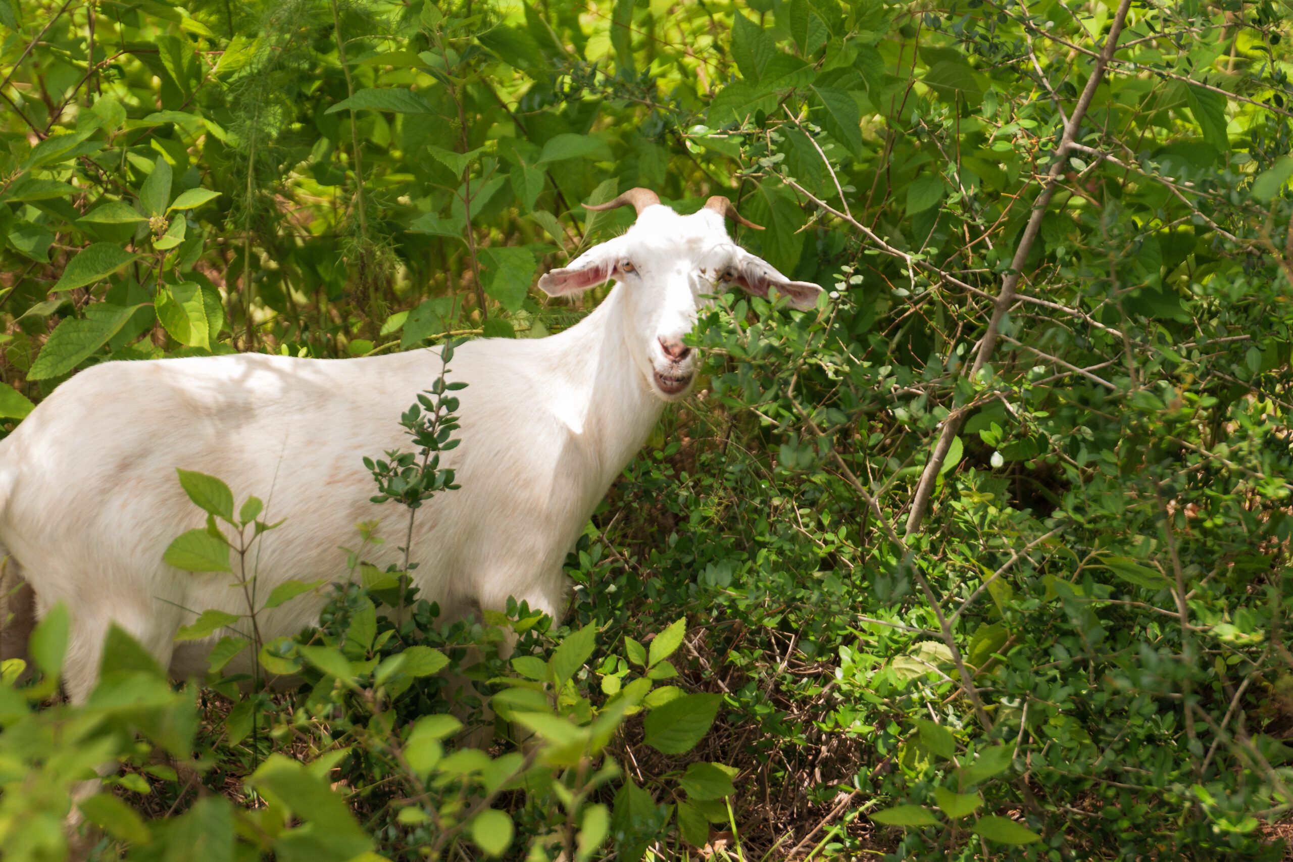 A white goat stands among dense green foliage at Two Step Farm, home to The Grazery restaurant and new homes in Montgomery County, looking toward the camera with its mouth slightly open.