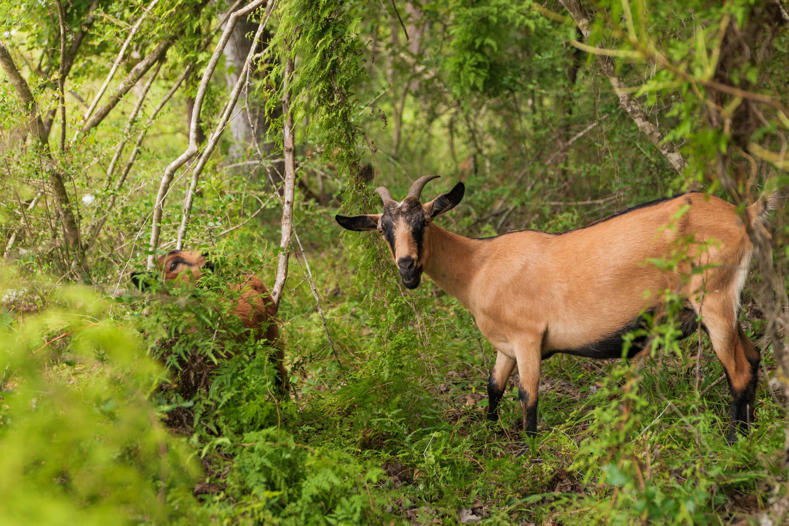 A light brown goat stands among green foliage in a forested area at Two Step Farm, with another partially visible goat in the background—home to The Grazery restaurant and new homes in Montgomery County.