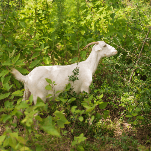 A white goat stands in a green, leafy area at Two Step Farm, TX, surrounded by various plants and sunlight filtering through the foliage near The Grazery restaurant.