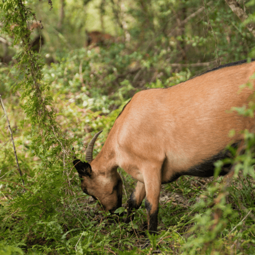 A brown goat with black markings grazes on green plants in a wooded area near The Grazery restaurant at Two Step Farm.
