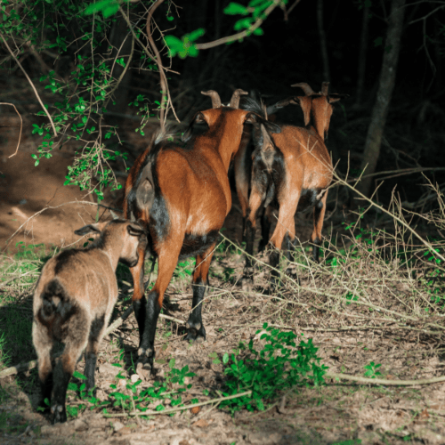 Three brown goats walk away into a wooded area at Two Step Farm, surrounded by green foliage and dappled sunlight—just steps from the new homes at Two Step Farm in TX.