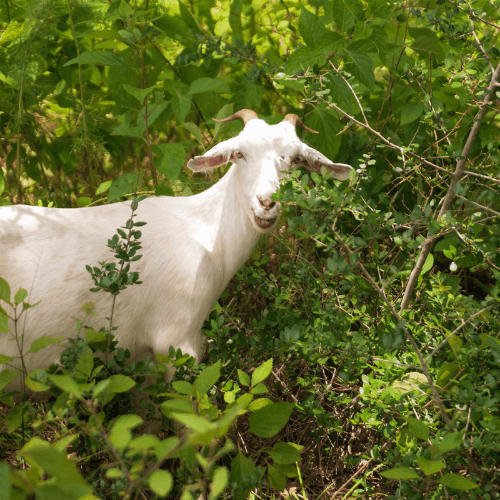 A white goat with small horns stands among green bushes and plants, looking toward the camera near the new homes at Two Step Farm in Montgomery County, TX.